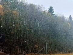 -五营红松林海景区