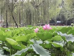 -四川大学(望江校区)