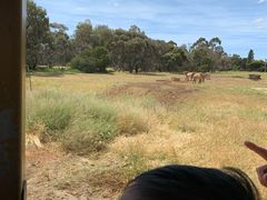 -威勒比开放式动物园