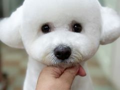 -鑫艺宠物美容培训学校