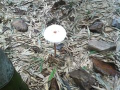 蘑菇-穹窿山景区