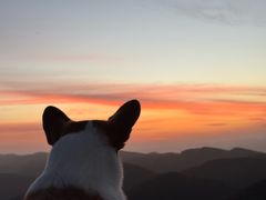 -武陵山森林公园