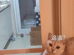 -柚子猫舍·精品猫舍购猫·猫咪认养·购宠·宠物店