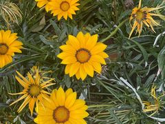 -贡湖湾湿地公园