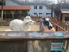 -大连森林动物园