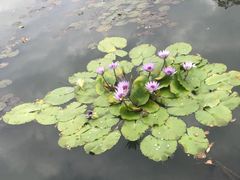 -西湖游船