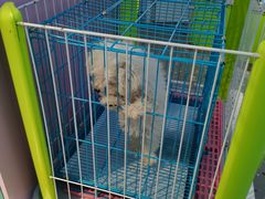 -龟与熊猫宠物公园(南坪店)