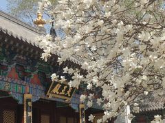 -护国法轮寺