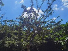 -海花岛旅游度假区