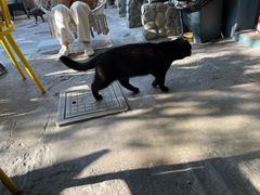 -喵屿·大理花园猫咖