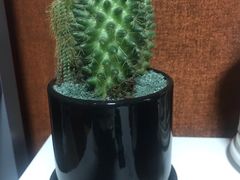 -秦美花卉(天朗·莱茵小城2期店)