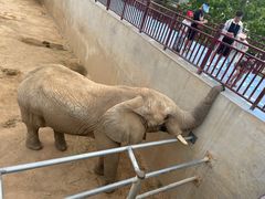 -西霞口神雕山野生动物世界