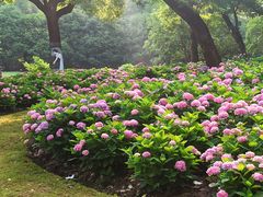 -上海共青森林公园