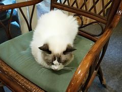 -猫色咖啡·猫咖