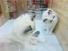 -藏猫猫咖啡主题馆(中央大道店)
