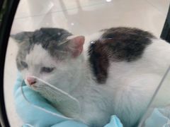 -佳雯宠物医院(金华南路分院)