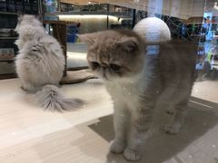 -momokira米努特·德文卷毛猫·棉花面纱犬
