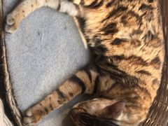 -猫友咖啡店(玉林西路店)