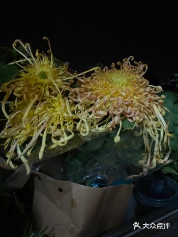 捎上一颗菊,看下一段舞
