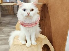 -楼上猫咖(罗湖店)