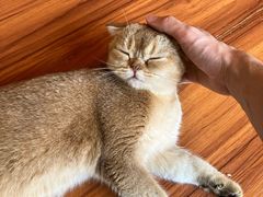 -楼上猫咖(罗湖店)