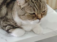 -喵园·猫主题咖啡厅·撸猫·猫咖(国贸店)