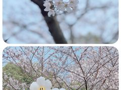 -高东镇樱花园