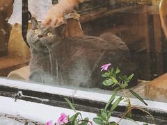 -海边的猫和咖啡馆