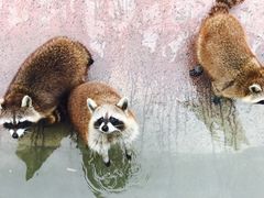 -泉州海丝野生动物世界