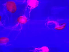 -海合安武汉极地海洋公园