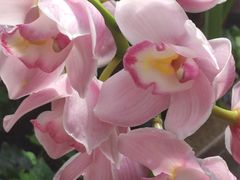 -北京植物园-展览温室