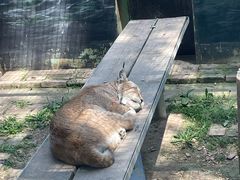 -青藏高原野生动物园