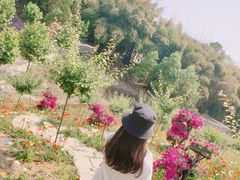 -都江堰玫瑰花溪谷