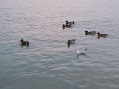 -深圳湾公园(南山区)
