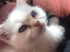 -Heymao猫咖.咖啡厅(东门店)