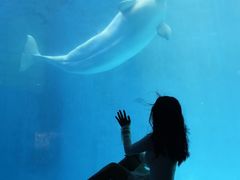 -海合安成都极地海洋公园