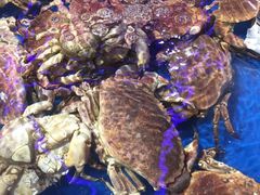 -盒马鲜生(莱蒙都会店)