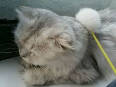 -喵的天空名猫咖啡馆·撸猫·猫舍·用品