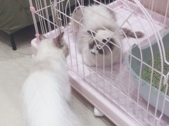-藏猫猫咖啡主题馆(中央大道店)