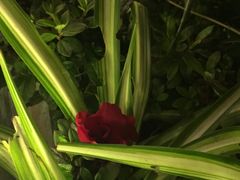 -楠柏弯休闲山庄(梨花溪店)