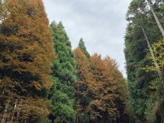 -山王坪喀斯特国家生态公园