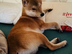 -瑞派宠物医院·犬猫全科·猫友好(宾水西道店)