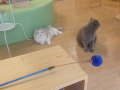 -MOYOYO猫咪咖啡店