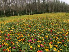 -溱湖国家湿地公园