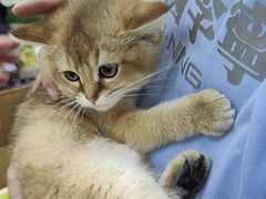 -唐小姐の猫狗洗护·购宠旗舰店(周浦万达店)