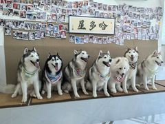 -星多哈·狗咖·拼豆·咖啡