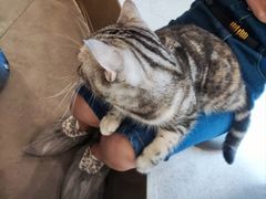 -飞行喵MR PILOT|猫舍·猫咖(静安大融城店)