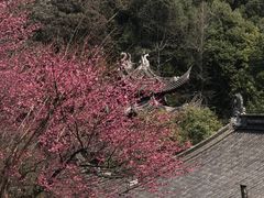 -韬光茶庵