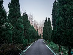 -合肥滨湖国家森林公园