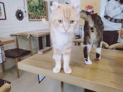 -平行世界·猫咖(首经贸店)